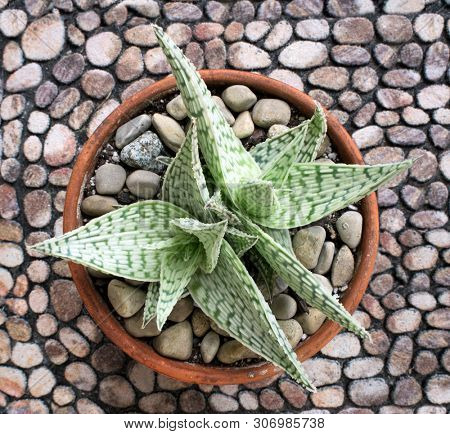 Twin Aloe Delta Lights  Delatoideodonta on Faux Stone Background