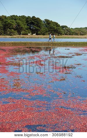 The Nantucket Cranberry Festival