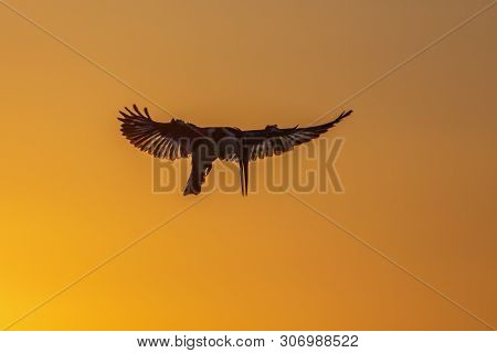 Pied Kingfisher Flying On Sunset In Kruger National Park, South Africa ; Specie Ceryle Rudis Family 