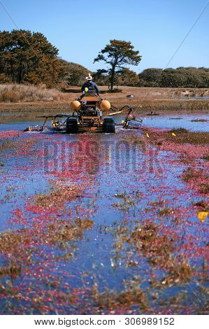 The Nantucket Cranberry Festival
