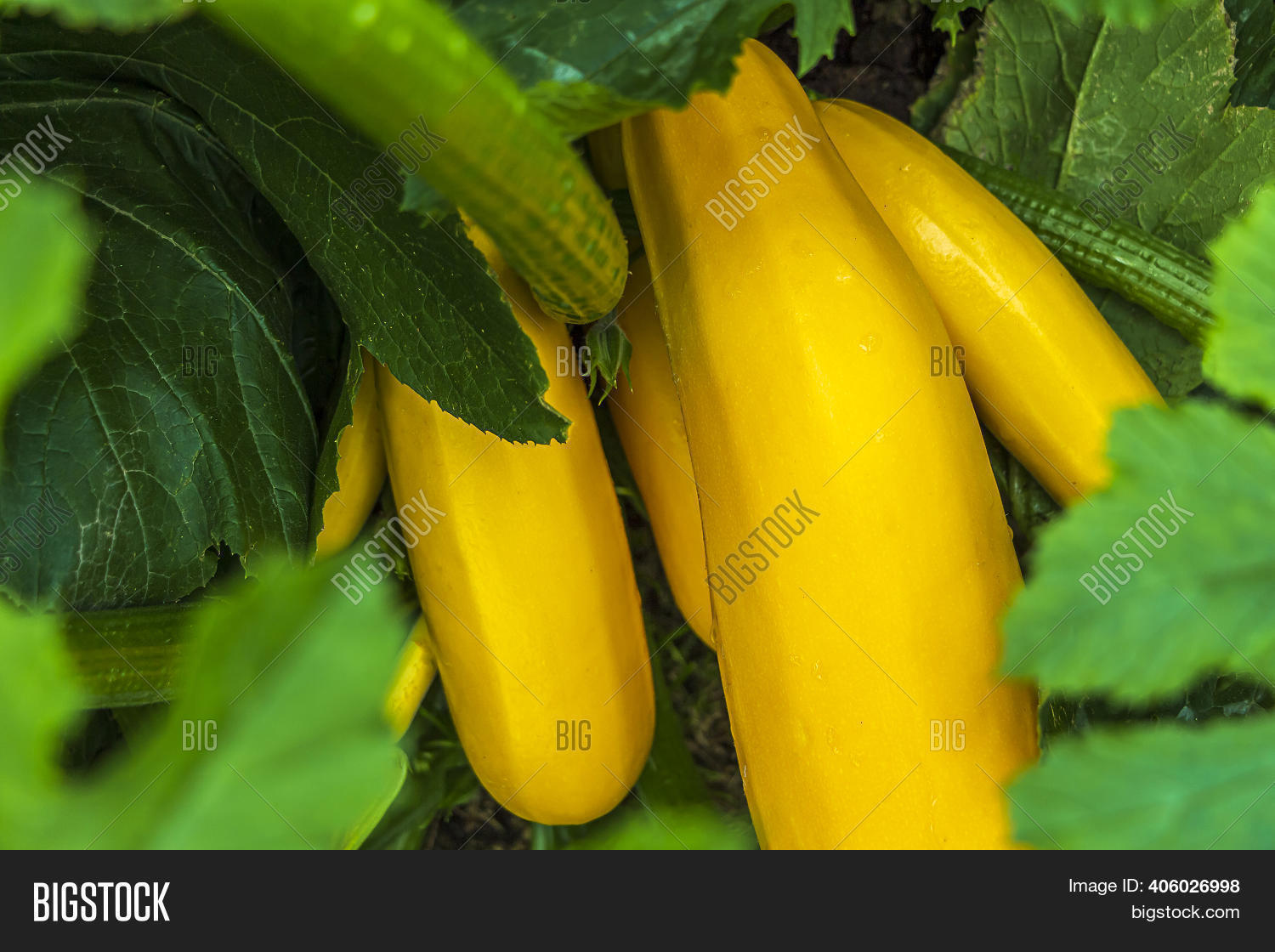 Yellow Zucchini Grow Image & Photo (Free Trial) Bigstock