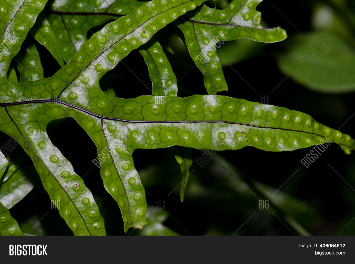 Fronds Kangaroo Fern Image & Photo (Free Trial) Bigstock