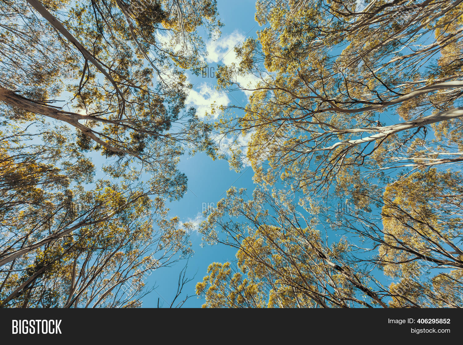 Looking Through Tree Image & Photo (Free Trial) Bigstock