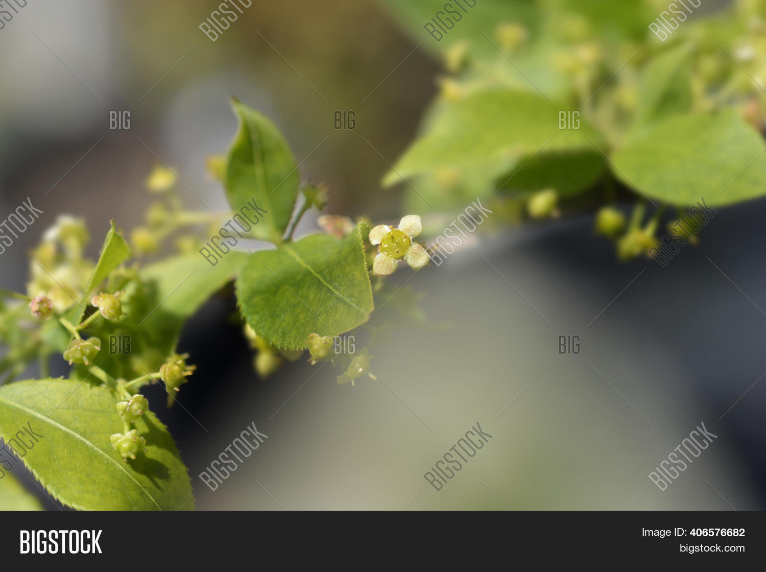 Compact Burning Bush Image & Photo (Free Trial) Bigstock