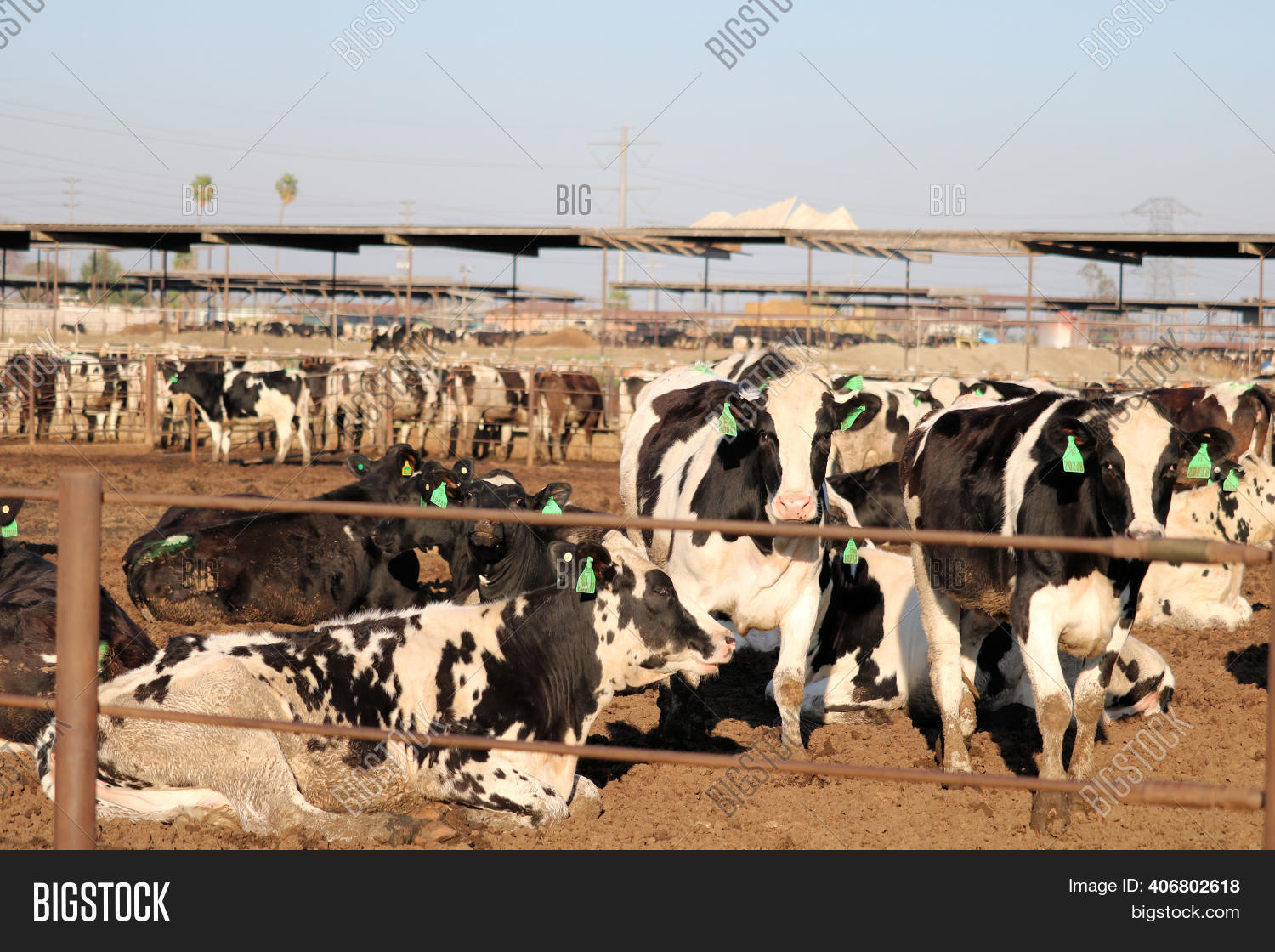 February 5, 2021 Chino Image & Photo (Free Trial) Bigstock