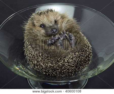 ガラスのボウルでハリネズミ