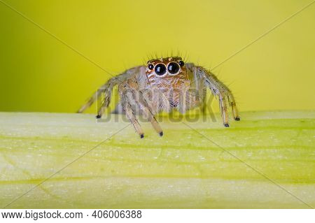 Little Jumping Spider Looking Very Curious S