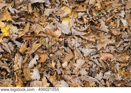 Yellow Oak Leaves Fill The Entire Background