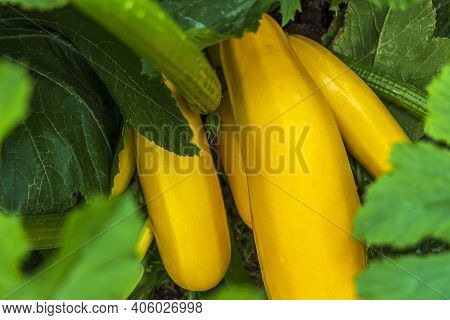 Yellow Zucchini Grow In Garden Bed. Gardening And Agriculture. Cover For Packaging Marrow Seeds.