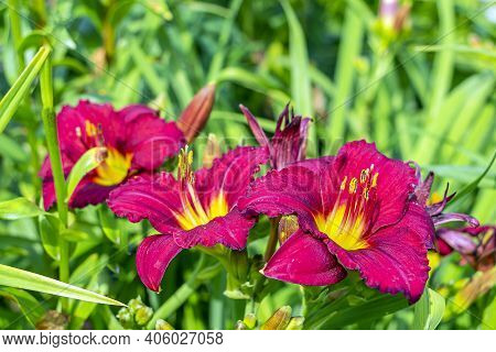 Daylily (hemerocallis) Is Genus Of Plants Of Subfamily Daylily Family Asphodelaceae. Red Blooming Fl