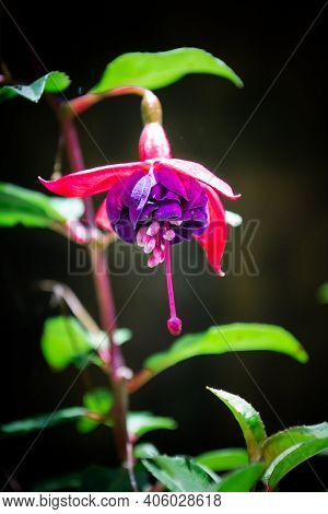 Close-up Of Purple Fresh Fuchia With Green Leaves