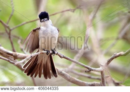 White-naped Xenopsaris (xenopsaris Albinucha) Perched On A Branch Making A Display With The Tail