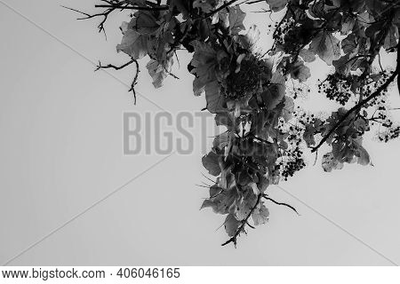 Leaves Of A Tree With Sky Background, Kolar, India.