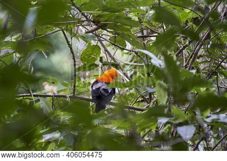 Male Andean Cock Of The Rock, Rupicola Peruvianus, Also Tunki, Is A Large Passerine Bird Of The Coti