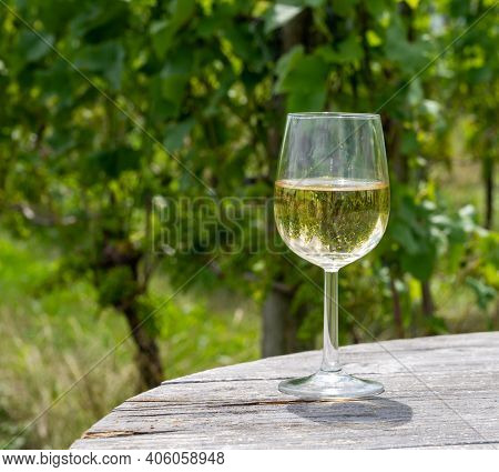 Tasting Of Dutch Dry White Wine In Glass On Vineyard In Summer