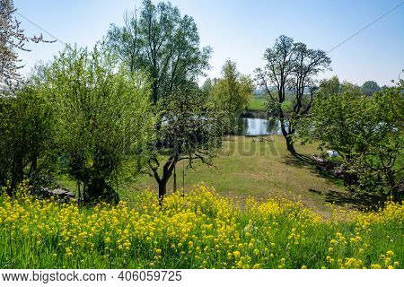 Spring Nature Landscape With Yellow Blossom Of Rapeseed Plants In Betuwe, Gelderland, Netherlands