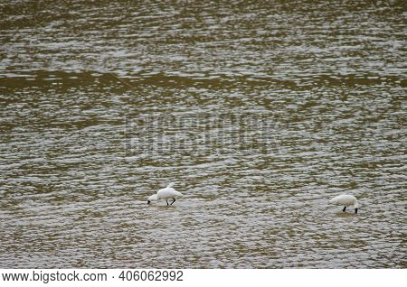 Royal Spoonbills Platalea Regia Searching For Food. Taieri River. Taieri River Scenic Reserve. Otago