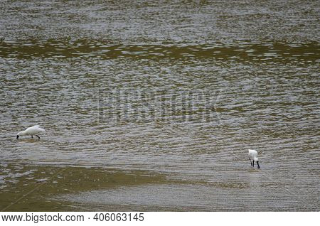 Royal Spoonbills Platalea Regia Searching For Food. Taieri River. Taieri River Scenic Reserve. Otago