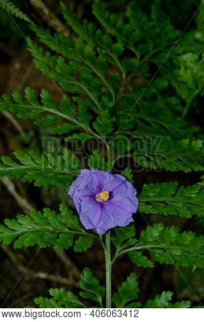 Flower Of Kangaroo Apple Solanum Laciniatum Fallen On A Fern. Taieri River Scenic Reserve. Otago. So