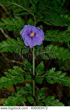 Flower Of Kangaroo Apple Solanum Laciniatum Fallen On A Fern. Taieri River Scenic Reserve. Otago. So
