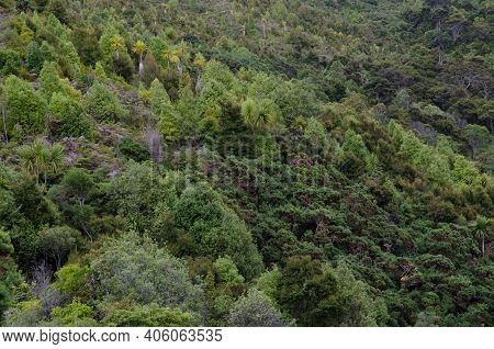Forest In Taieri River Scenic Reserve. Otago. South Island. New Zealand.
