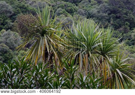 Cabbage Tree Cordyline Australis In Bloom. Taieri River Scenic Reserve. Otago. South Island. New Zea