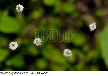 Wild Flowers In Taieri River Scenic Reserve. Otago. South Island. New Zealand.