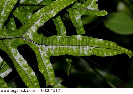 Fronds Of Kangaroo Fern Zealandia Pustulata. Taieri River Scenic Reserve. Otago. South Island. New Z