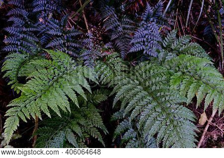 Ferns In Taieri River Scenic Reserve. Otago. South Island. New Zealand.