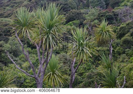 Cabbage Tree Cordyline Australis. Taieri River Scenic Reserve. Otago. South Island. New Zealand.