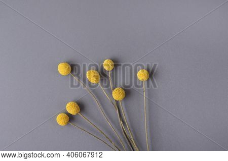 Yellow Craspedia, Billy Balls, Flowers On Grey Background. Trend Colors-yellow, Grey. Copy Space. To