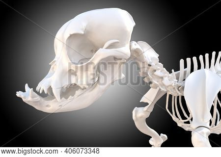 Canine dog skull skeleton, French bulldog dog with brachycephalic features, 3d illustration