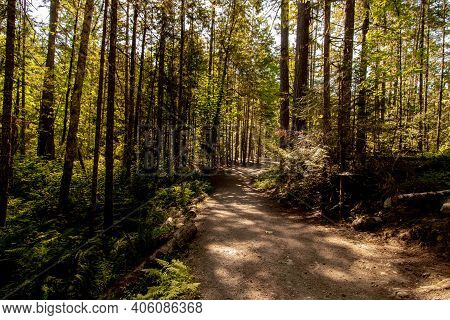Thick Forest Path On The Way To Englishman River Falls, Vancouver Island, Bc. Englishman River Is On