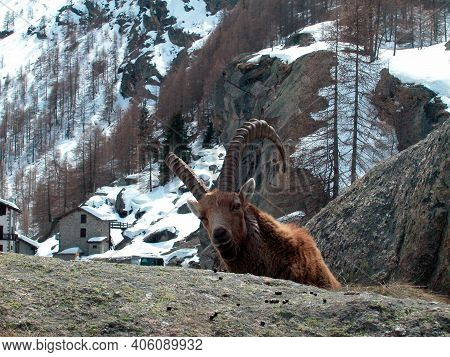Alpine Ibex Or Steinbock, A Wild Goat