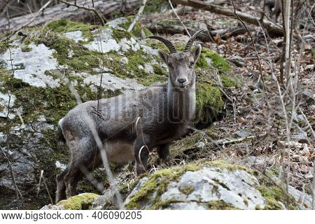 Alpine Ibex Or Steinbock, A Wild Goat