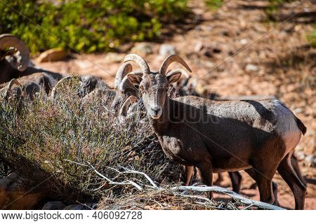 Herd Of Desert Bighorn Sheep, Ovis Canadensis Nelsoni, Walks Through Zion National Park