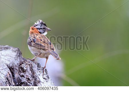 Rufous-collared Sparrow (zonotrichia Capensis) Perched On A Log With Advertising Space