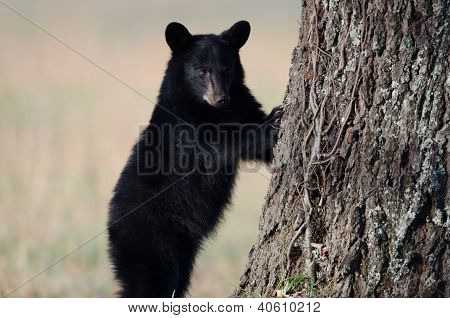 Cucciolo di orso nero americano