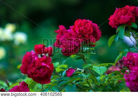 Rosa Hansaland - Dark Red Hybrid Rugosa Roses Flowering In Summer Garden