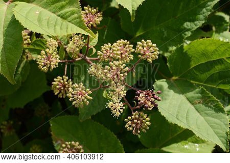 Aralia Cordata (japanese Udo Plant) Flowers / Araliaceae Perennial Plant.