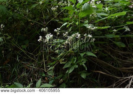 Eupatorium Makinoi (boneset) Flowers / Asteraceae Perennial Plant