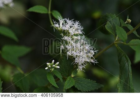 Eupatorium Makinoi Flowers (boneset) / Asteraceae Perennial Plant
