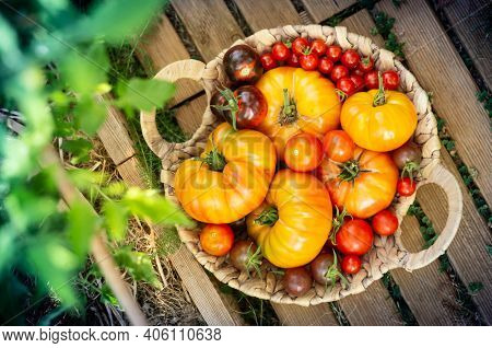 Harvest of red and orange tomatoes in a basket