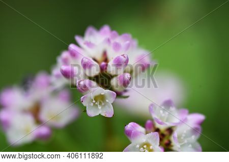 Polygonum Thunbergii Flowers Blooming On The Waterside  / Polygonaceae Annual Grass
