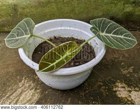 Young Baby Alocasia Reginula Black Velvet Plant