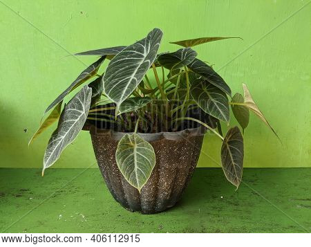 Alocasia Reginula Black Velvet In Pots, Elephant Ear Or Kris Plant