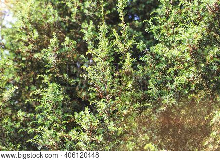 Beautiful Green Ornamental Juniper Tree In The Sunlight, Background. Cade