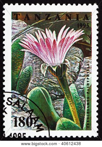 Francobollo Tanzania 1995 Cerochlamys Pachyphylla, flusso di Cactus