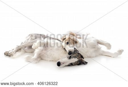 Young Borzois In Front Of White Background
