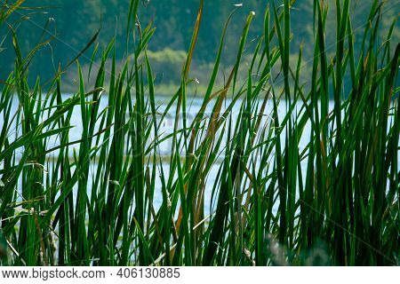 View Of Long Grass Blade Along The Water Body In Kolar, India